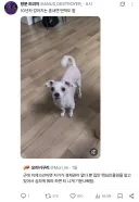 개를 오래 키워본 사람들의 증언