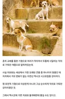 의외로 인간 잘못이 아니었던 견종.jpg