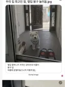 자기네 집이 최고인 이유