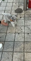강아지 만났는데 완전 주인바라기네