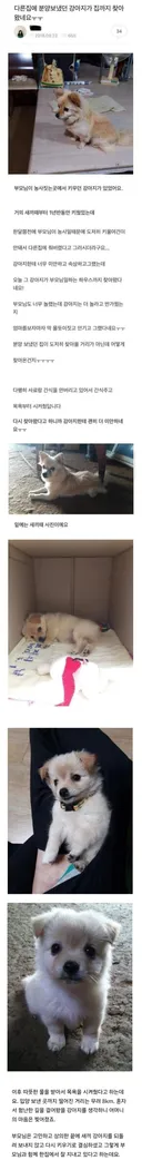 다른 집에 분양 보냈던 강아지가 집까지 찾아왔네요ㅜㅜ
