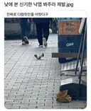 낮에 본 신기한 낙엽