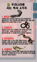 우리나라에 사는 독사 4가지