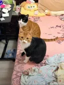 난 조마 / 난 마카오