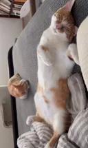 고양이 배털 배틀 신청합니다