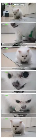기안84 : 저희 개는 물어요