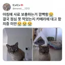 아침에 사료 보충하는걸 깜빡한 집사
