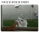 이제 집 앞 고양이랑 좀 친해졌다