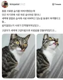 고양이 사료 몇번 비벼서 줬더니.jpg