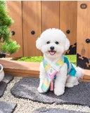 다이소 신상 추석 멍냥템