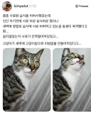 습식이랑 건식 줬더니 요리를 한 고양이