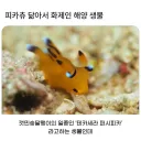 피카츄를 닮은 해양 생물