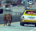 '자유를 꿈꿨소'…논산서 소 네 마리 탈출 후 도로 활보