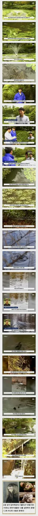 잉어를 5천만원 어치나 훔쳤는데 범인 처벌 불가능함