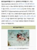 ai 바닥 걸어다니는 신기하게 생긴 물고기gif