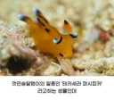 피카츄를 닮은 해양 생물