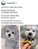 스레드 우리 강아지 고구마만 보면 견격 바뀜