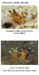 피카츄를 닮은 해양 생물.jpg