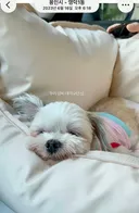 여전히 담비를 많이 그리워하는 것 같은 재롱이네...jpg