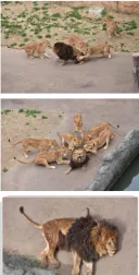 다굴의 현장