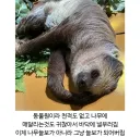 그냥 쉬엇음 동물