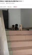 시골집 삼대장