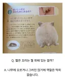 햄서터 꼬리가 하는 역할