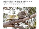 코알라한테 똥침놓은 앵무새