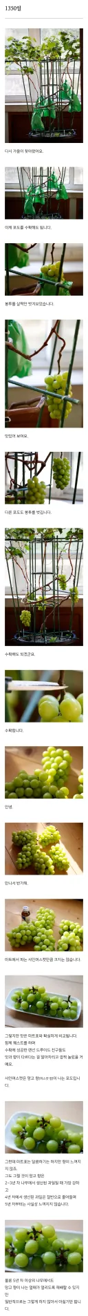 샤인머스캣 만들어서 먹어본 사람의 후기.jpg