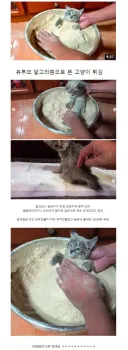 유튜브 알고리즘에 뜬 고양이 튀김
