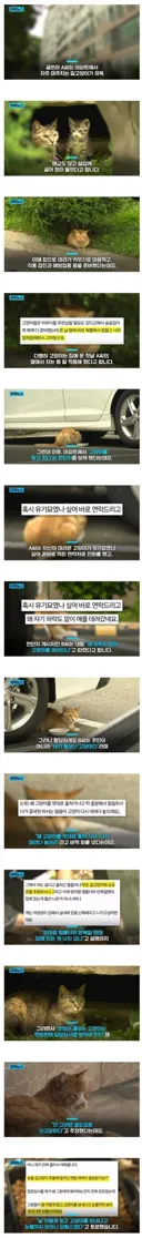 캣맘 레전드