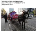 강산이 바뀐들 여전히 반성 없는 국내 동물단체의 흑역사, 청계천 꽃마차