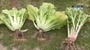 우장춘 박사 전에 한국이 먹던 배추