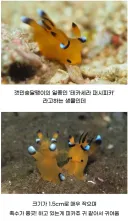 [동물]피카츄를 닮은 해양 생물.jpg