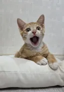 (입양홍보) 아기 치즈냥이 룽지 한번만 봐주세요~!!