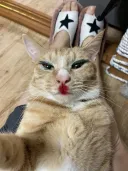 큐베게이야 고양이 사진은 딱히 그런 문제가 아닌 것 같다.