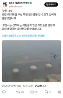 부산 북항 친수공원 상어 출몰