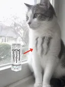 몬스터 냥이