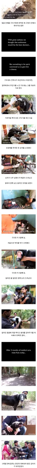 혐주의) 얼굴 없는 강아지 칼루