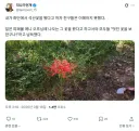 석산꽃을 봤다 했지만 아무도 이해하지 못하였다