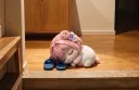 퇴근한 당신을 마중나온 도로롱