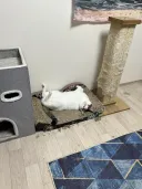 자라