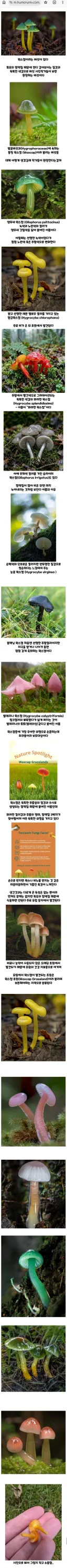 동화책에 나올 것 같은 왁스캡 버섯