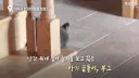 아기 사슴을 처음 본 아기 불곰의 흑역사.jpg