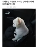 사정 있어서 강아지 데리고 출근 했는데