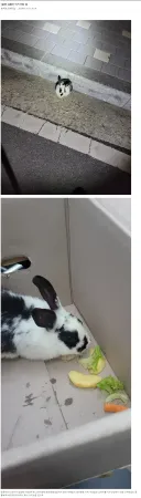 길에서 토끼 주운 디씨인..jpg