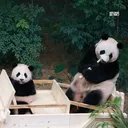 아이바오 따라하는 후이바오 🐼❤🩷