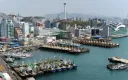 부산 사람인데 상어 흔하게 보임