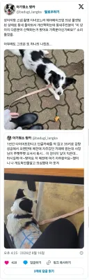 풀메이크업으로 강아지 산책 나갔을때 주의해야하는 점