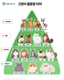 고양이 활동량 티어...